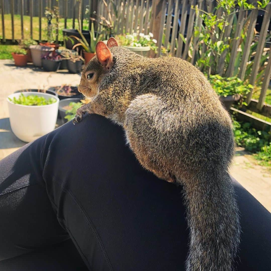 Jillさんのインスタグラム写真 - (JillInstagram)「Every day we sun.  #petsquirrel #squirrel #squirrels #squirrellove #squirrellife #squirrelsofig #squirrelsofinstagram #easterngreysquirrel #easterngraysquirrel #ilovesquirrels #petsofinstagram #jillthesquirrel #thisgirlisasquirrel」3月16日 6時42分 - this_girl_is_a_squirrel