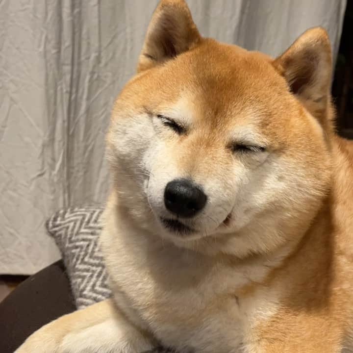 豆柴つむじくんのインスタグラム：「なんとなくテレビ観てるつむじ #豆柴 #柴犬 #시바견 #shiba #shibainu #shibastagram #shibalove #shibadog #つむじ #ここ柴部 #岩合光昭の世界ネコ歩き」