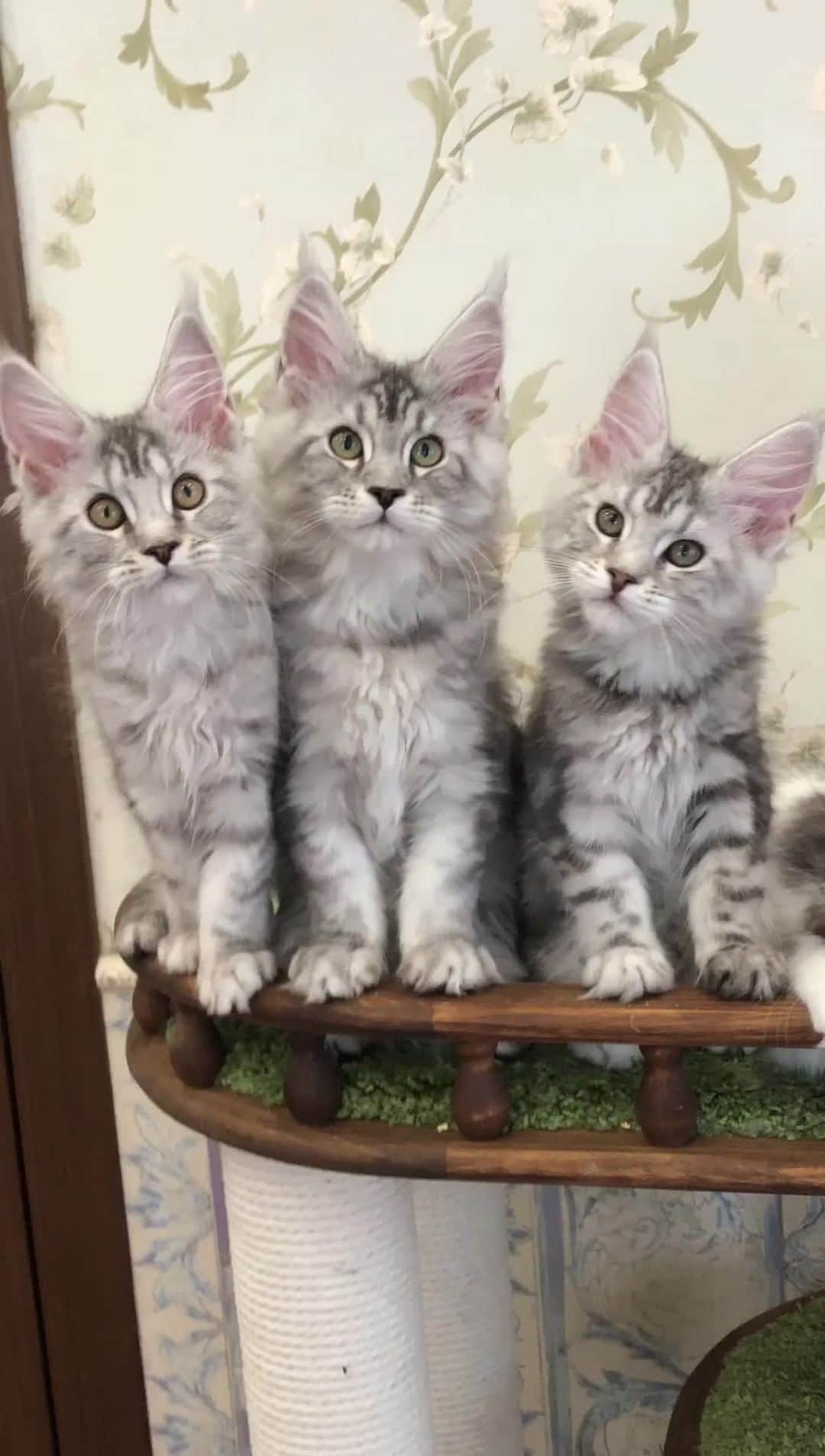 МейнКун MaineCoon Питомникのインスタグラム：「Серебристые малыши✨✨✨Можно интересоваться❤️」