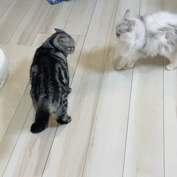 Shishi-maruのインスタグラム：「play with each other およそ10年ぶりに喧嘩をした猫の一撃」