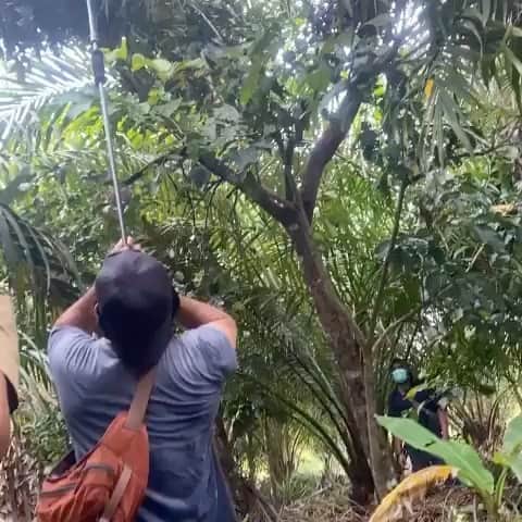OFI Australiaのインスタグラム：「Repost from @drbirute - When it comes to orangutan rescue, the work of OFI never sleeps. In early March OFI and the BKSDA agency of the Indonesian Forestry Department rescued a wild orangutan male named Togorin from a palm oil plantation in the province of Central Kalimantan in Borneo, where we work. In this video an indigenous Dayak OFI ranger uses a blowgun and medicinal dart to tranquillize Togorin who protests loudly. He moves down in the tree. The next step is to catch him safely as he falls to the ground so the OFI vet can examine him on the spot to ensure Togorin is healthy and not injured before we translocate him to a safe forest and release him back to the wild and freedom. #saynotopalmoil #orangutanrescue #saveorangutans」