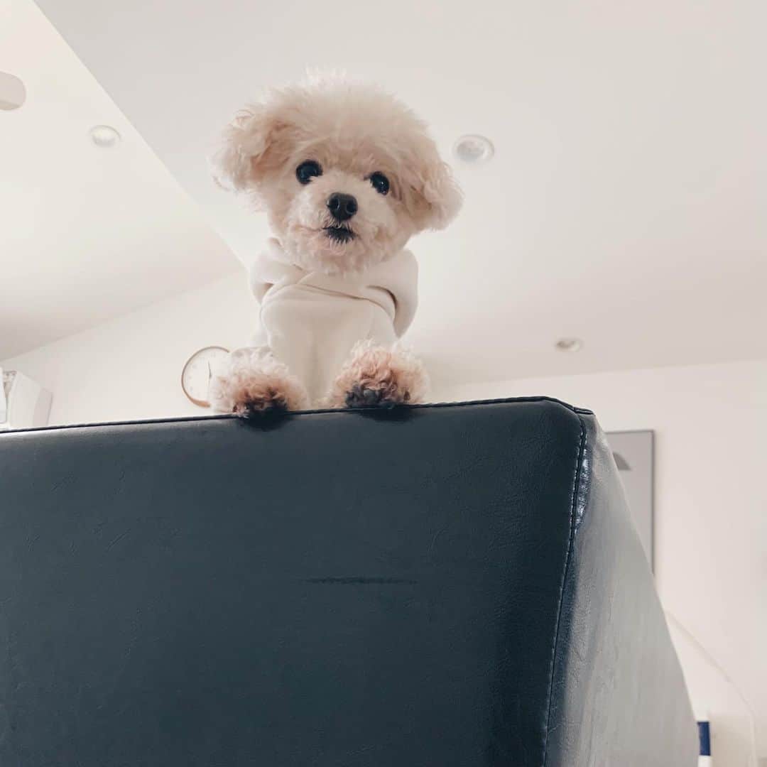 mizuのインスタグラム：「下から見るろちこが好きで、下に隠れて探してもらうっていうのを時々やっています ☺︎ #loccheshop パーカー販売中です」