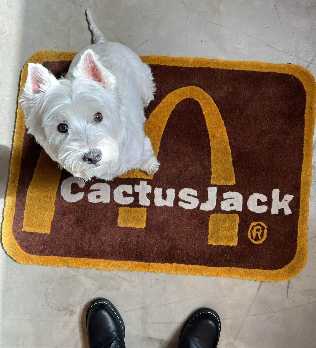 滝沢伸介さんのインスタグラム写真 - (滝沢伸介Instagram)「🍔🍟🥤〽️ #WU #westie」3月16日 12時35分 - sin_takizawa