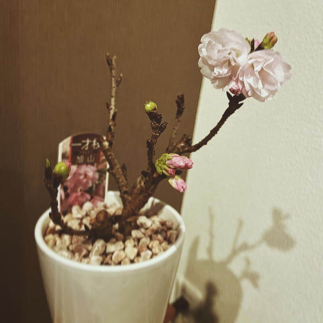 平牧仁のインスタグラム：「#さくら盆栽 #一才桜 #旭山 #花のある暮らし #部屋に春が来た」