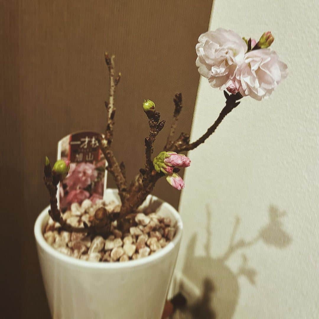 平牧仁さんのインスタグラム写真 - (平牧仁Instagram)「#さくら盆栽 #一才桜 #旭山 #花のある暮らし #部屋に春が来た」3月16日 17時21分 - jin_hiramaki226