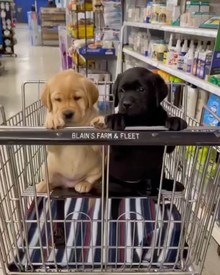 Awesome Wonderful Natureのインスタグラム：「Shopping time😀  @fantastic_earth for more amazing content.  Video by @ironhillretrievers」