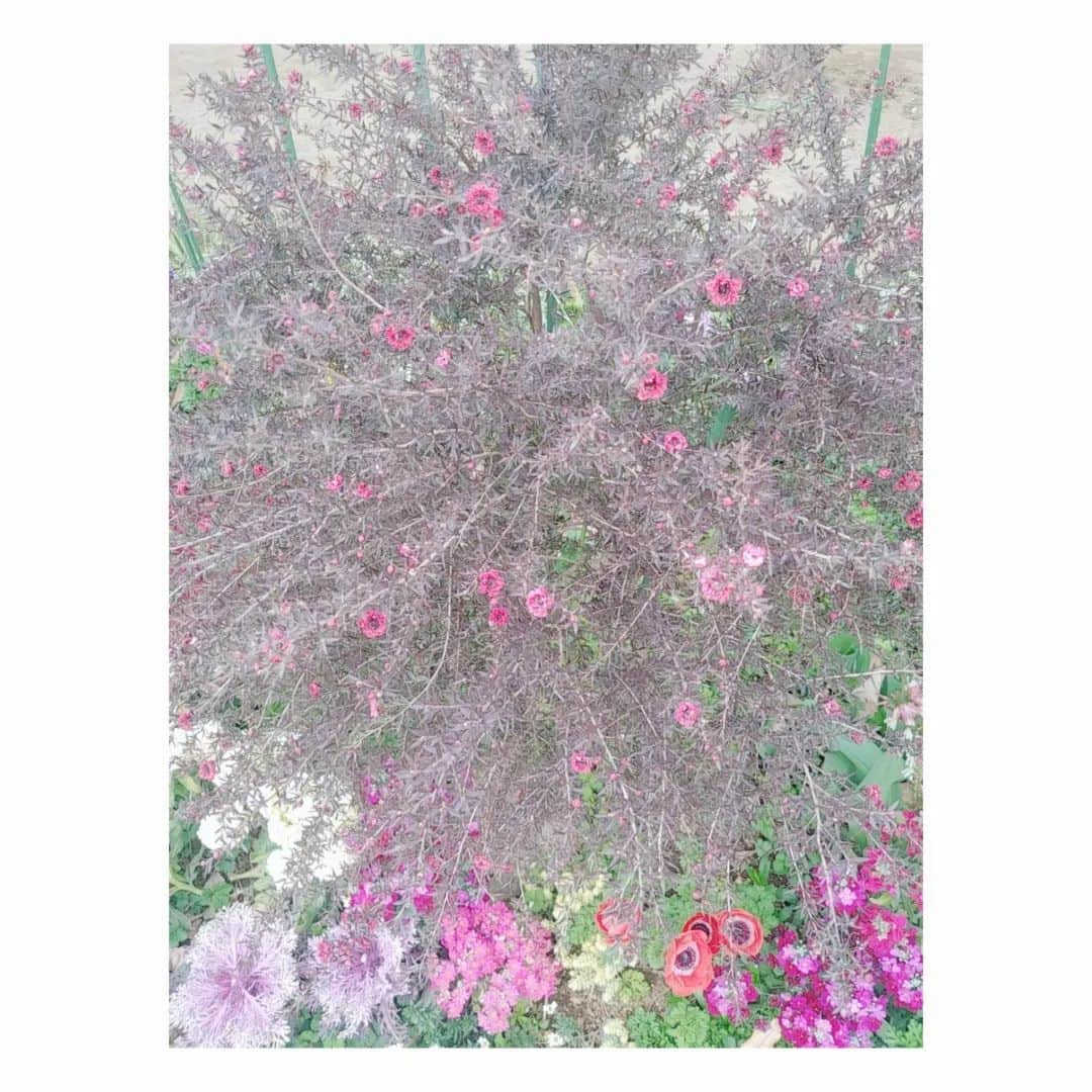工藤里紗のインスタグラム：「コメントありがとうございました💮  今日も花粉辛すぎですが… 花を見てる時だけ忘れられました🌸 #花 #梅 #ギョリュウバイ」