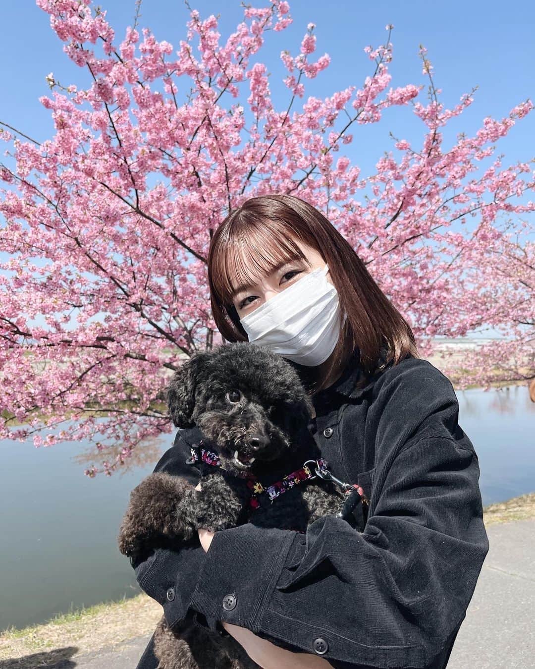 のインスタグラム：「わんこ達と河津桜みてきた🌸 めっちゃきれいやった~♡  #りかりこ#双子#河津桜#桜#わんこ#犬のいる暮らし#いぬのいる暮らし#トイプードル#プーチー#ファッション#오오티디」