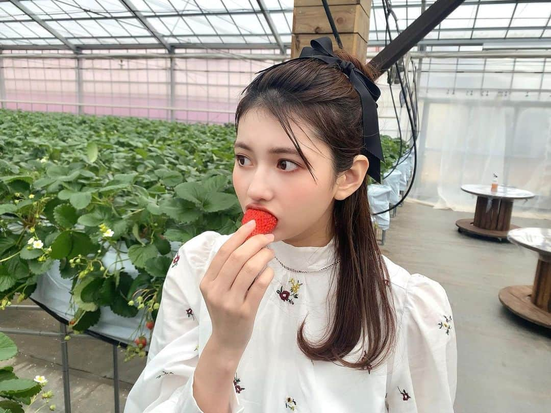 新井遥のインスタグラム：「＾ 🍓」