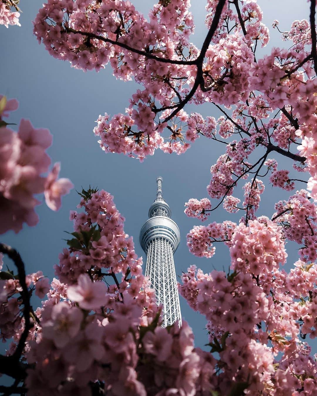 山口功貴さんのインスタグラム写真 - (山口功貴Instagram)「Spring lookups around Skytree is something special🌸😌  Photographed on @sonyxperia PRO-I #sonyxperia #xperiaproi #travelwithxperia #tokyo #japan」3月16日 20時03分 - kohki