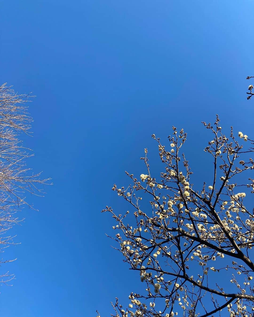 ハマカワフミエさんのインスタグラム写真 - (ハマカワフミエInstagram)「なんでみんなそんなにも お花見が好きなのかなって考えてたんだけど 上を向かせてくれるからなのかもしれないな #springhascome #plum」3月16日 20時29分 - hamakawafumie