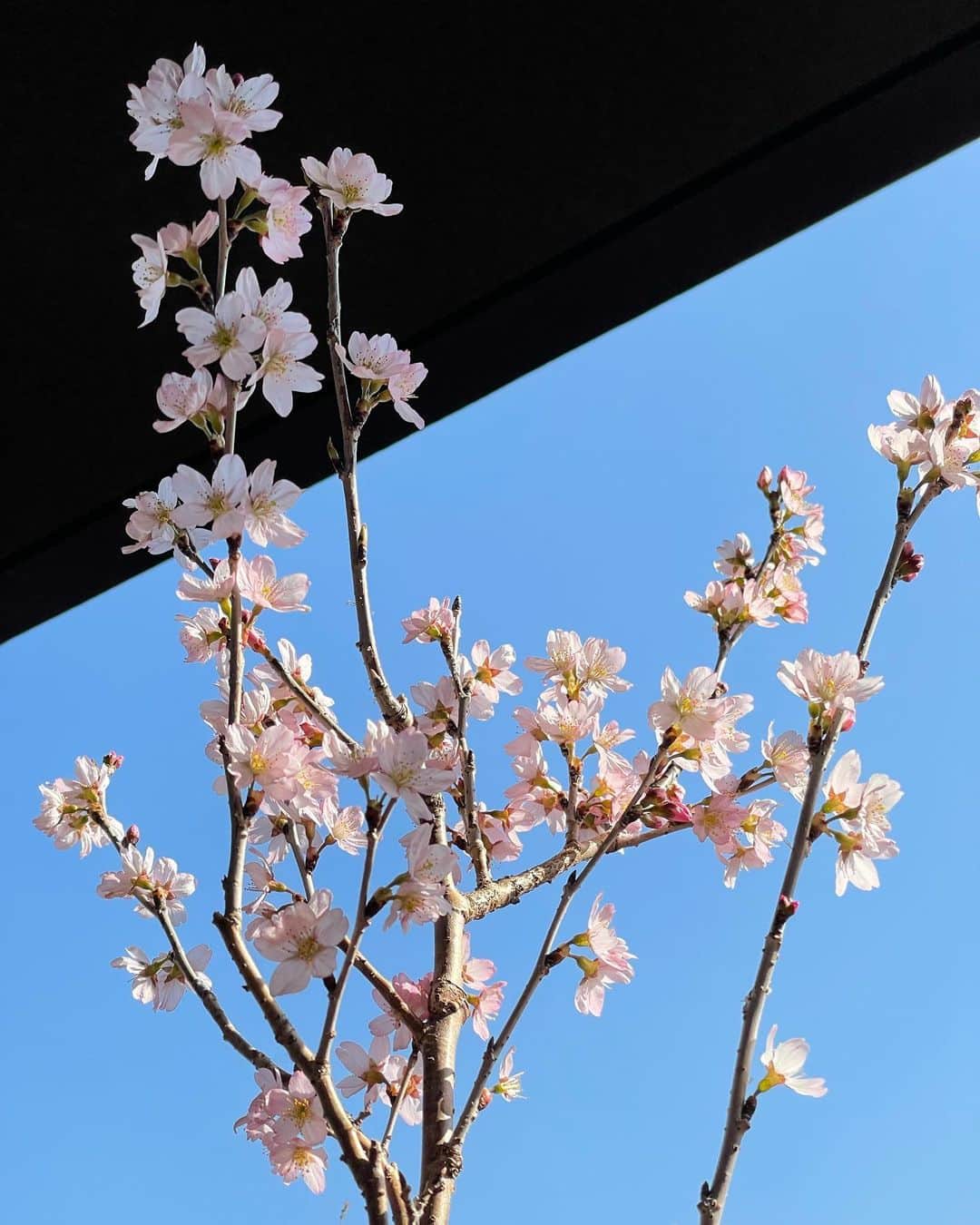 真飛聖さんのインスタグラム写真 - (真飛聖Instagram)「松月桜🌸  少し前に買った桜🌸 ここのところ暖かかったから 一気に咲きました。 おうちで お花見🌸可愛いなぁ〜  お散歩していても桜が咲き始めていて 嬉しい🌸  #松月桜」3月16日 21時06分 - sei_matobu