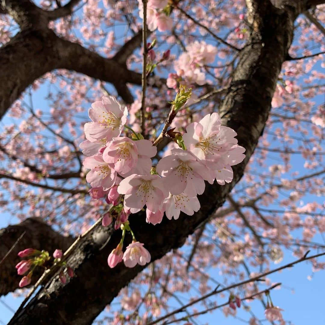 浦口史帆さんのインスタグラム写真 - (浦口史帆Instagram)「東海テレビ近くの#オオカンザクラの並木道 🐈🌸  「今年も春が来たなあ」と思いながら歩いていたら、大小2つの隠れハート？を発見しました😳♥️✨ちょっと平べったいでしょうか😂笑 皆さんの目にはどう映りますか？🌸」3月16日 21時16分 - uraguchi_shiho