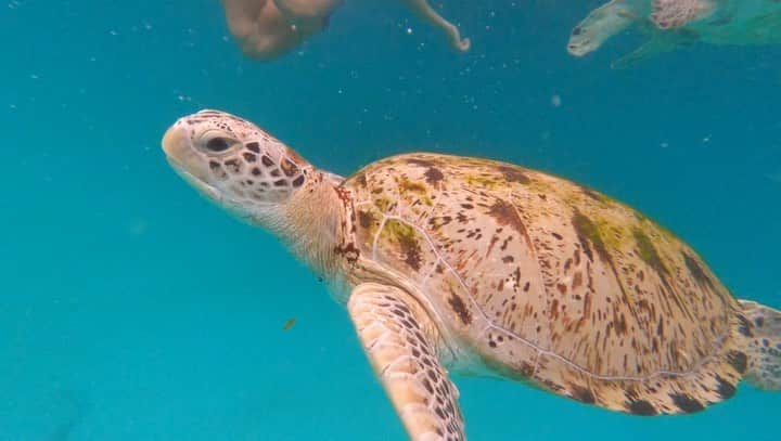 渡邉将基のインスタグラム：「渡邉と亀🐢📸 #redang #redangisland」