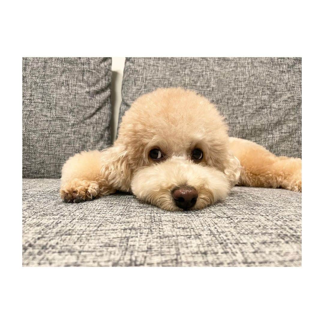 宮澤智さんのインスタグラム写真 - (宮澤智Instagram)「★ 水曜日 お疲れ様でした🐶 春はもうすぐ🌸 #週の真ん中水曜日」3月16日 21時45分 - tomo.miyazawa