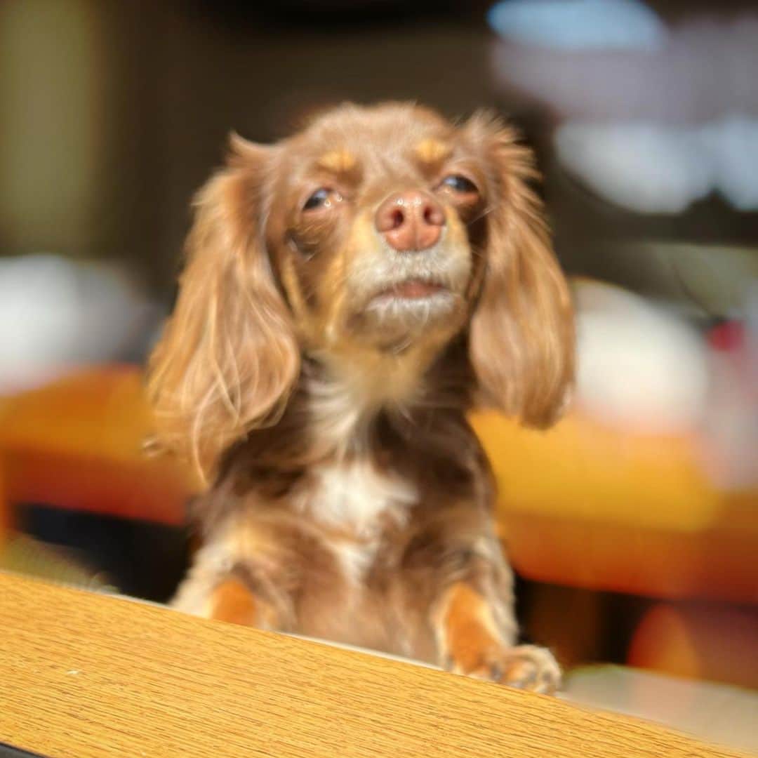 加藤一華のインスタグラム：「. 最近のぷんた🐶  ① 日向ぼっこが好きなんだけど おひさまが眩しくてすぐに おじいちゃんの顔になる👴🏻  ② 視聴者さんにいただいた ワンちゃん用のアクセサリー🧸 つけて写真撮りたかったがしかし… おもちゃだと思って大はしゃぎ😹 奇跡的に撮れたのがこちら、、💁🏻‍♀️(遠近法😭)  ③ こちらもいただいたマフラー！ ヨン様、、いやプン様🧣☃️  べろ出ちゃってるよぉおお！！！  #おじ顔 #おじぷんた #まだ２歳やがな #この顔がたまんない #すぐべろ出ちゃう #表情豊かだぁ #ぷんた #犬のいる暮らし  #いぬすたぐらむ  #わんこのいる生活  #チワックス #チョコタンチワックス #dog #ここポン」