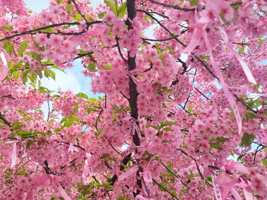 内田瑞穂さんのインスタグラム写真 - (内田瑞穂Instagram)「桜神宮で河津桜、日比谷公園で菜の花を見ました🌸💛  春の植物は本当に可愛いらしくて、カラフルで元気貰えますね！  母親が昔から植物好きで私も影響されて、お花が咲いてるとつい目が向きます🌷  明日また写真載せるので見てね🌸  #内田瑞穂#鋼のGカップ#glamor#gravure#sexy#hot#asian#Japanese#girl#instagood#ig#ig_japan#igers#amorous#얼스타그렘#일본#섹시#일상#소통#팔로우#性感的#粉我#日本的#桜神宮#桜」3月16日 23時21分 - 1110mizuho