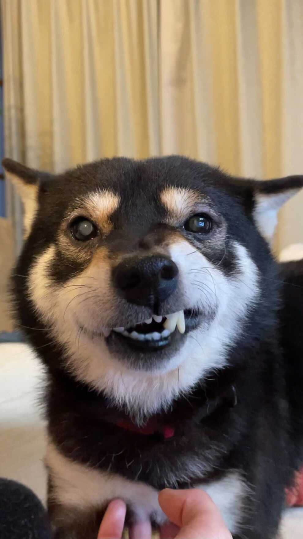 まめ丸のインスタグラム：「* * ナデナデされてたら、 おっきい地震が🐶💦 みんなのところは大丈夫かな💦 * * #こわかった🐶💦 #被害がでませんように * #柴犬#豆柴#柴#黒柴#犬#ふわもこ部#shiba#shibainu#shibastagram#shibadog#puppy#instadog#dogstagram#dog#instashiba#petstagram#pet#cutepetclub#강아지#멍스타그램#doglover#ilovemydog#weeklyfluff#boopthesnoot」