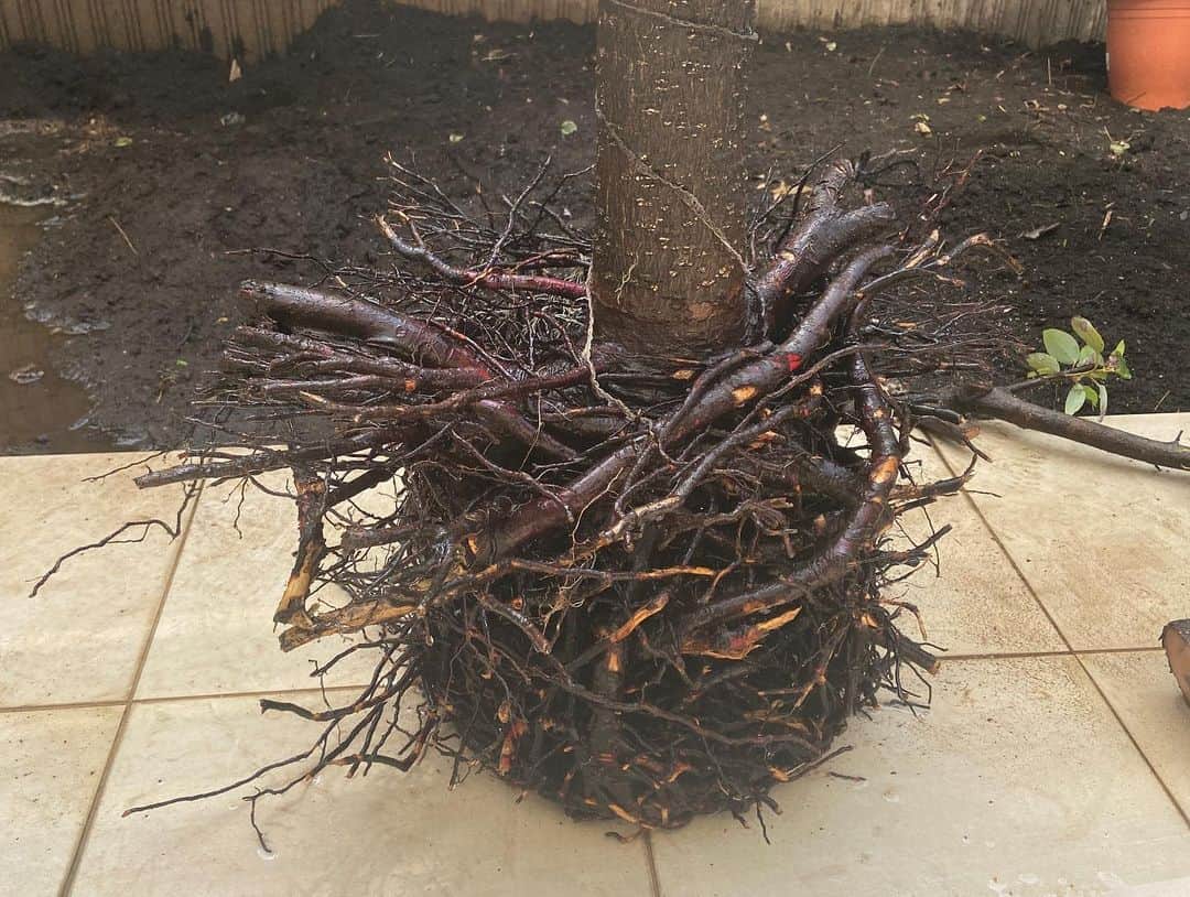 田村亮さんのインスタグラム写真 - (田村亮Instagram)「庭の木を抜きました。  YouTubeで根を抜く所を生配信してみました。  #田村亮 #ロンブー亮 #YouTube #抜根 #伐根 #バッコン」3月17日 19時26分 - ryo_tamura7