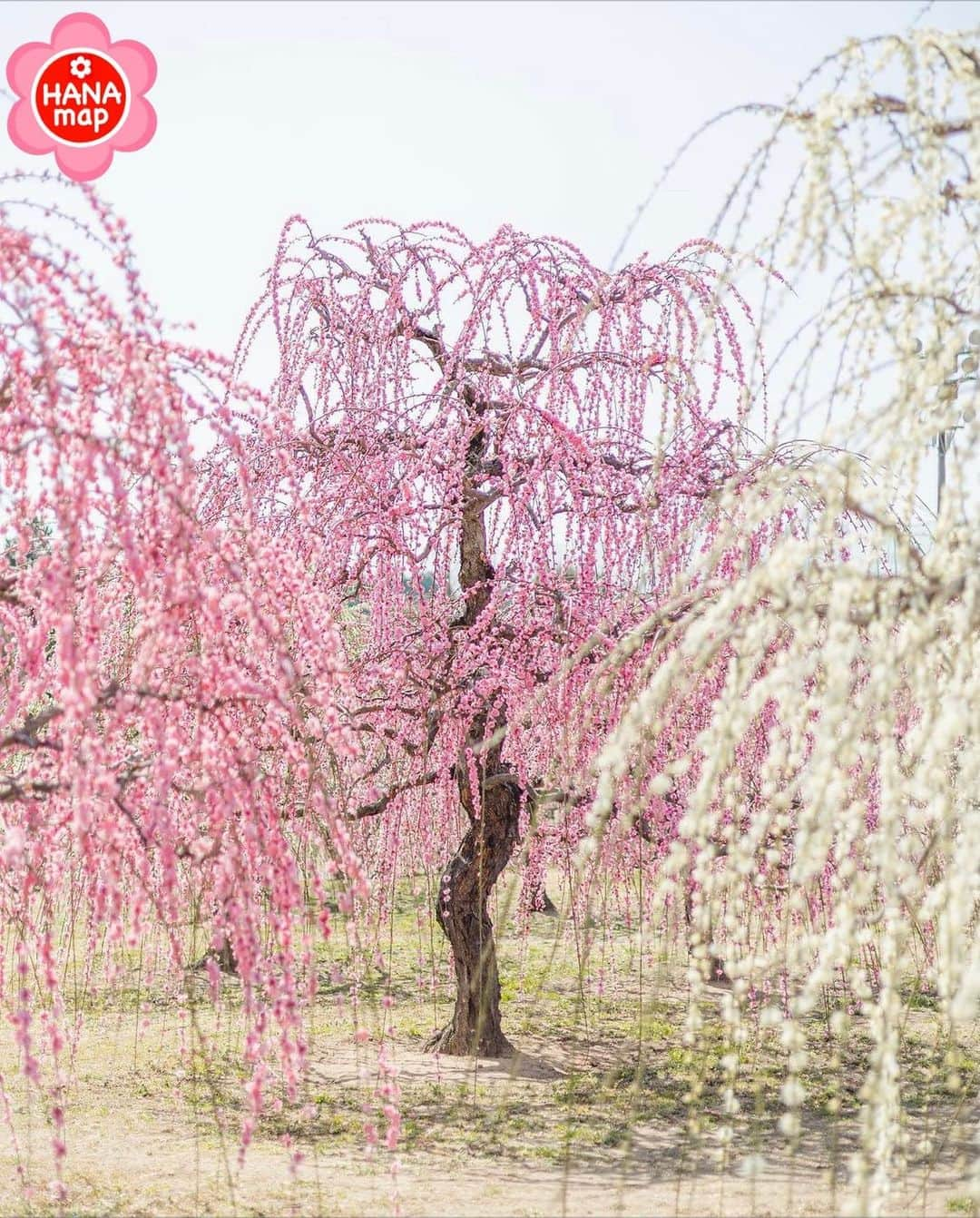 はなまっぷ❁日本の花風景のインスタグラム