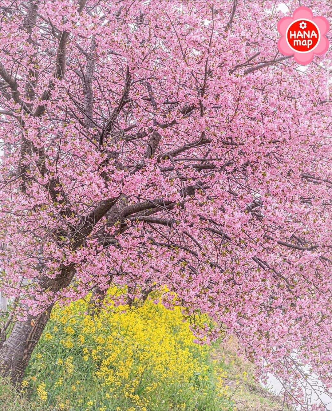 はなまっぷ❁日本の花風景さんのインスタグラム写真 - (はなまっぷ❁日本の花風景Instagram)「🌸はなまっぷの梅桜まつり🌸 * @takephoto.official さんの 花のある風景に花まるを💮 * 日本が誇る美しい春の訪れをありがとうございます😊🌸 * 埼玉　#青毛堀川 Aogebori River, Saitama Pref. * 🌼河津桜の花言葉📝🌼 思いを託します、純潔 * ※見頃や撮影時期に関わらず、日本の梅と桜の花風景をご紹介させていただきます。 * 🌸•••🌸•••🌸•••🌸•••🌸•••🌸 * いつも素敵なお花をありがとうございます😊 #はなまっぷ #日本の美しい花風景#花のある風景#花#花言葉#花#花見#春#花風景 #河津桜#埼玉#久喜#久喜市#菜の花 #桜#サクラ#sakura * 🌸••••••お知らせ••••••🌸 * 花風景検索サイト　はなまっぷ https://hanamap.com 🔍「はなまっぷ」または @hanamap プロフィール欄から ぜひご覧ください」3月17日 19時58分 - hanamap