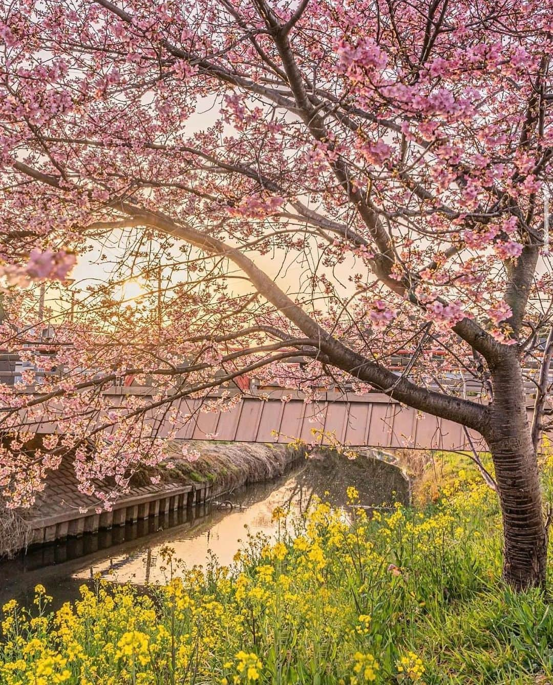 はなまっぷ❁日本の花風景さんのインスタグラム写真 - (はなまっぷ❁日本の花風景Instagram)「🌸はなまっぷの梅桜まつり🌸 * @takephoto.official さんの 花のある風景に花まるを💮 * 日本が誇る美しい春の訪れをありがとうございます😊🌸 * 埼玉　#青毛堀川 Aogebori River, Saitama Pref. * 🌼河津桜の花言葉📝🌼 思いを託します、純潔 * ※見頃や撮影時期に関わらず、日本の梅と桜の花風景をご紹介させていただきます。 * 🌸•••🌸•••🌸•••🌸•••🌸•••🌸 * いつも素敵なお花をありがとうございます😊 #はなまっぷ #日本の美しい花風景#花のある風景#花#花言葉#花#花見#春#花風景 #河津桜#埼玉#久喜#久喜市#菜の花 #桜#サクラ#sakura * 🌸••••••お知らせ••••••🌸 * 花風景検索サイト　はなまっぷ https://hanamap.com 🔍「はなまっぷ」または @hanamap プロフィール欄から ぜひご覧ください」3月17日 19時58分 - hanamap