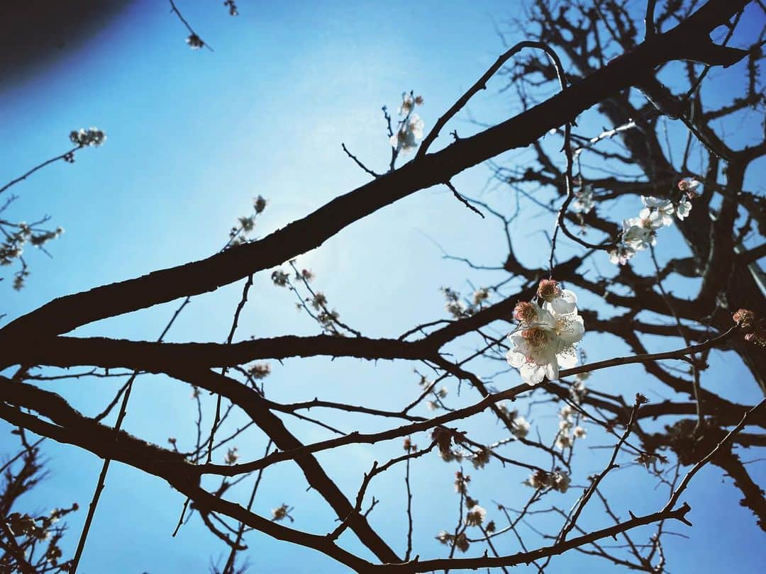 瀬戸利樹さんのインスタグラム写真 - (瀬戸利樹Instagram)「春の訪れ。 明日から舞台「修羅雪姫」が 開幕します🙋‍♂️ 楽しみつつ頑張ります！ ご来場頂く皆さん、気をつけてお越しくださいー！ #修羅雪姫 #春 #Spring #画像の左上にいつもの如く指の影」3月17日 20時01分 - toshiki_seto_official