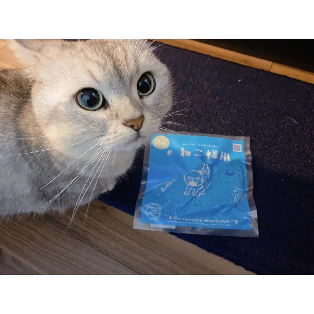 山谷花純のインスタグラム：「ねこ様用の燻製カツオ。 ばばちゃん（我が母）から貰ったお土産に喜びのまるさん。  #ミヌエット #猫がいる生活 #まるとの生活 #にゃんすたぐらむ」