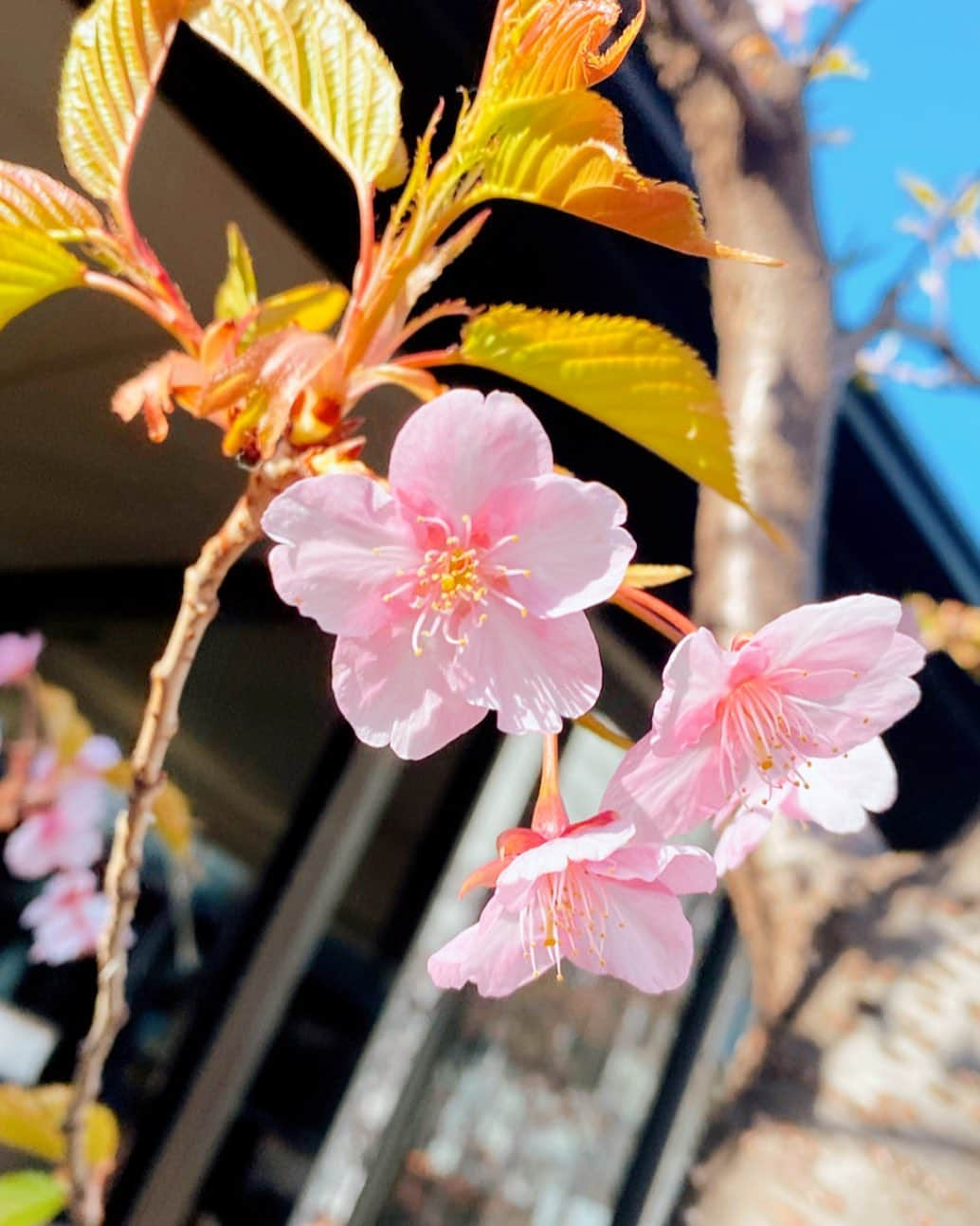 伊瀬茉莉也さんのインスタグラム写真 - (伊瀬茉莉也Instagram)「🌸  昨夜は大きな地震に驚きましたね… 皆さん、大丈夫でしたでしょうか…  平和な日常は当たり前ではなく、 これまでの教訓や戒めを胸にたくさんの人々が 平和のために、未来のために、 これからを生きる人たちのために 積み重ねてきてくれたものだったのだと 改めて気付く今日この頃です。  平和について今一度、真剣に考えたいですね。。  今日も一日、がんばりましょう！  #今朝🧒に地震があったんだよと伝えたら #地球の図鑑を持ってきて #プレートが動いたんだよと　 #地震が起きる仕組みについて　 #詳しく説明してもらいましたとさ　 #子どものほうが冷静で落ち着いてる　 #そうだね #私も何かが起きても　 #落ち着いて行動できる心構えを持っておこうと　 #思ったのでした」3月17日 14時05分 - mariya_ise