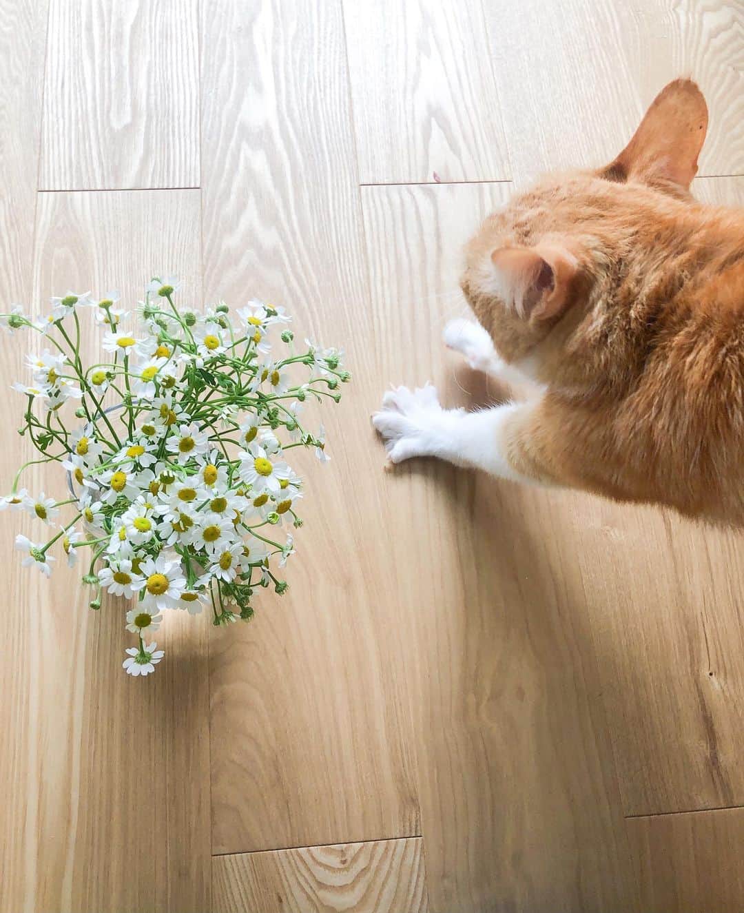 音羽紀香（のんちょ）さんのインスタグラム写真 - (音羽紀香（のんちょ）Instagram)「🌼お花とストレッチ猫🌼  のびーーっ！  #花 #花瓶　#花のある暮らし #猫　#ねこ  #猫のいる暮らし #ねこ部」3月17日 15時49分 - noncho0912