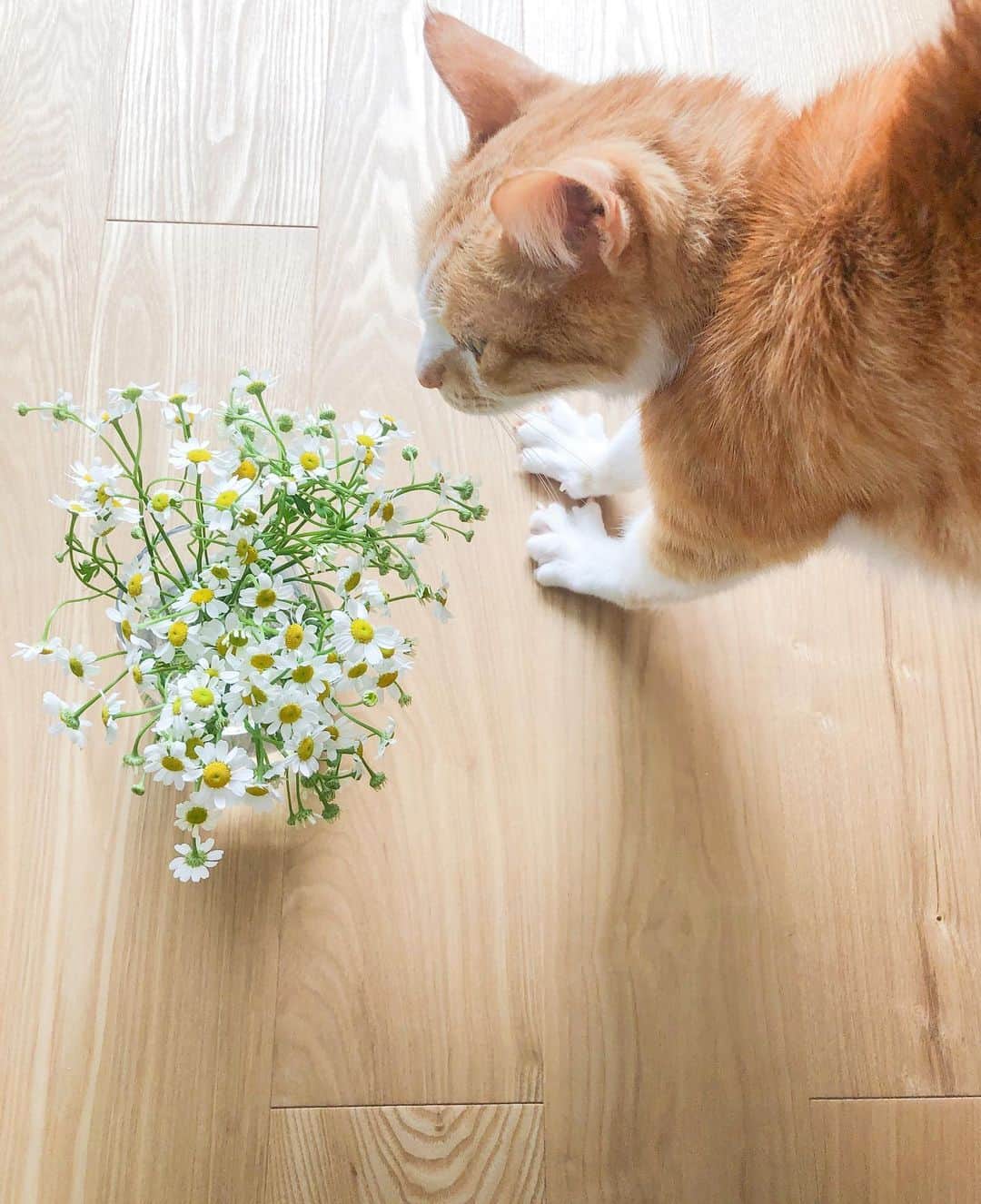 音羽紀香（のんちょ）さんのインスタグラム写真 - (音羽紀香（のんちょ）Instagram)「🌼お花とストレッチ猫🌼  のびーーっ！  #花 #花瓶　#花のある暮らし #猫　#ねこ  #猫のいる暮らし #ねこ部」3月17日 15時49分 - noncho0912