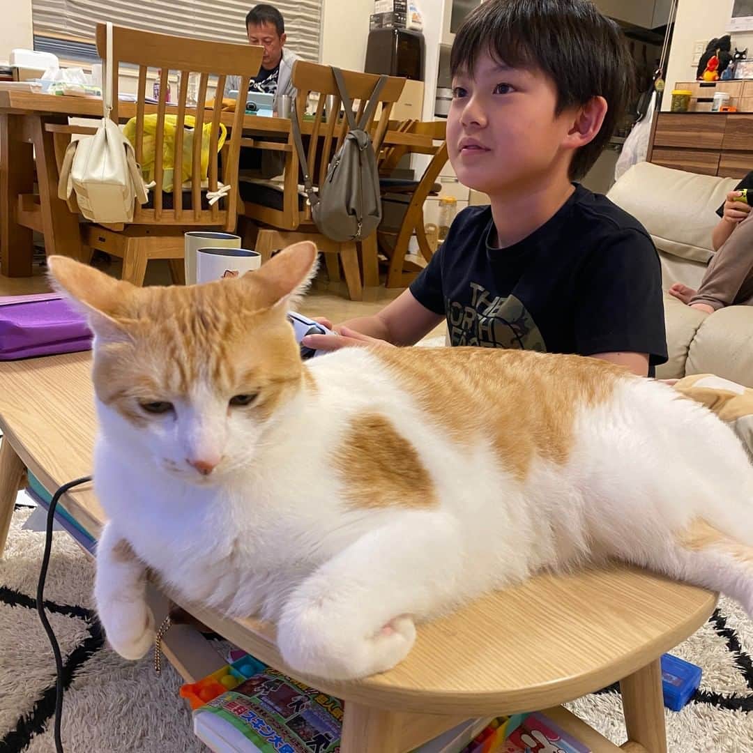 のインスタグラム：「【かまって猫ちゃん】 ゲームばっかり見てないで、遊んでよー💧 と言ってるかのように、いつも子どもたちの目の前にいるオス猫フーちゃん🐱  気にかけてくれたら嬉しいという気持ちは、人も猫も一緒ですね❤️  #ブラザー4 #YouTuber  #猫のいる暮らしは幸せ  #子ども好きの猫」