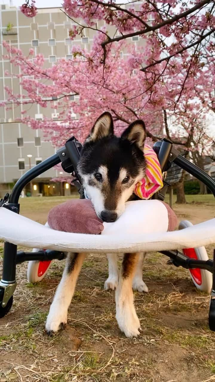 柴犬 けんしろう ゆりあのインスタグラム