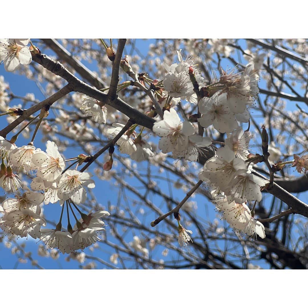 涼邑芹さんのインスタグラム写真 - (涼邑芹Instagram)「🌸*･」3月17日 17時58分 - seri_suzumura