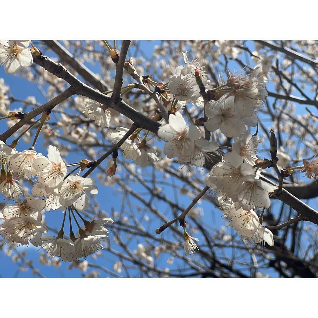 涼邑芹のインスタグラム：「🌸*･」