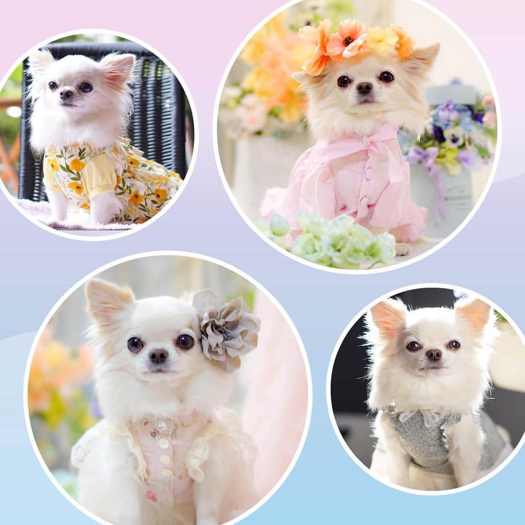 25ans SHOPのインスタグラム：「恒例のエレdogおしゃれコンテスト、今回のドレスコードは春気分あふれる「サムシングフラワー」🌸 フラワープリントの服やコサージュなど、お花モチーフのアイテムを身につけたワンちゃんの写真をお送りください❣️  グランプリに選ばれた方には、愛犬と一緒に泊まれるリゾートホテル「白浜オーシャンリゾート」の宿泊券をプレゼントします🏨  応募締切は2022年3月24日（木）まで。  応募はプロフィール欄のURLから👉  ●選考・発表 編集部内で審査を行います。 グランプリの写真、及び審査にて選ばれた写真は25ans 6月号の誌面に掲載します。また、25ansデジタルや当社が運営するSNSに転載する可能性があります。  ＊応募写真は応募者本人が撮影したもの、または撮影者の許可を得たものに限ります。 ＊25ans誌面への写真掲載の有無につきましては、お問い合わせをご遠慮ください。  #エレドッグ#エレdog #ドッグフォトコンテスト #25ansエレドッグ」