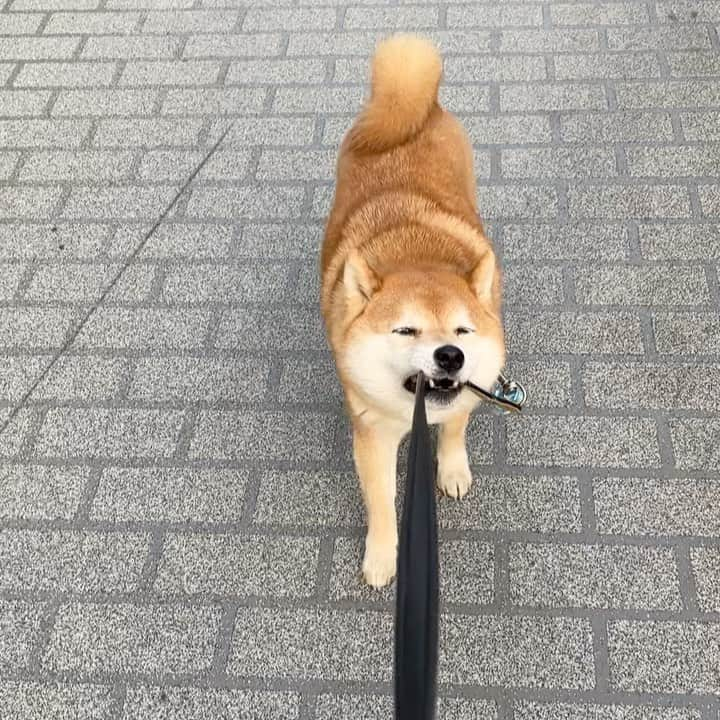 豆柴つむじくんのインスタグラム：「お散歩帰り道 #豆柴 #柴犬 #시바견 #shiba #shibainu #shibastagram #shibalove #shibadog #つむじ #ここ柴部 #名残惜しい」