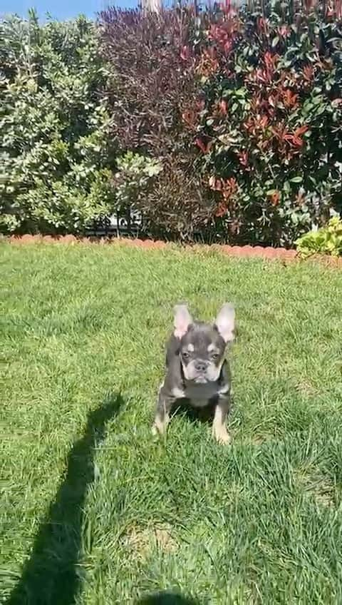 Oprahnbooのインスタグラム：「#frenchie    #frenchbulldog  #doglife #5konthsold #male bluetriquadcarrier #tag #share #lookingfornewcouch  #share」