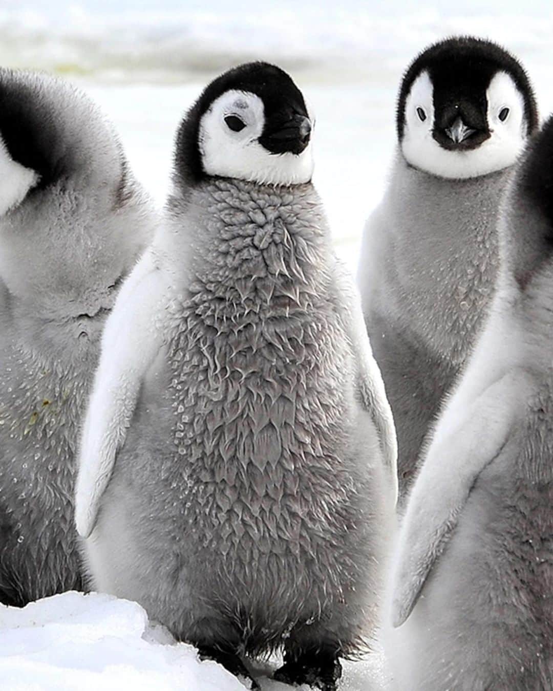マライア・ベルのインスタグラム：「There are 5 species of penguins that are already classified as endangered. ❤️ Let’s take care of our planet and help protect these amazing animals! #savethepenguins🐧」