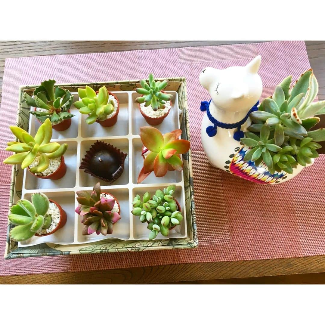 財前直見さんのインスタグラム写真 - (財前直見Instagram)「🍙 【多肉植物】 最近お気に入りの多肉植物 お友達手作りのカルトナージュにのせて飾ってみました🤗 お菓子箱の中の仕切りを使って 手入れが簡単👍 癒されます(*´ω｀*) 🍙 #多肉植物 #お気に入り #カルトナージュ #アルパカ #癒し(*´ω｀*) #財前直見 #🍙 #あさイチ #非常事態 #またどこかで #被災された皆様に心よりお祈り致しております」3月18日 9時25分 - naomi_zaizen_official