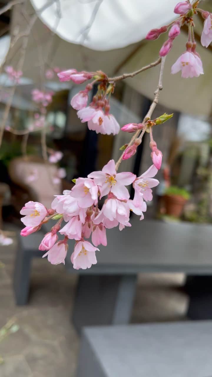 のインスタグラム：「今日になって急に戻って来た寒さ🌸それでも咲き始めました☺️今年の桜はたくましい❣️It's back to cold again but the cherry tree decided to start blooming anyway🌸❣️  🕊Peace & Kindness✨  💕May all your dreams come true💕  ☆☆♡☆☆☆☆☆♡☆☆☆☆ #桜 #しだれ桜 #枝垂れ桜 #sakura #weepingcherry #cherryblossom #春 #ilovetokyo #ilovejapan」