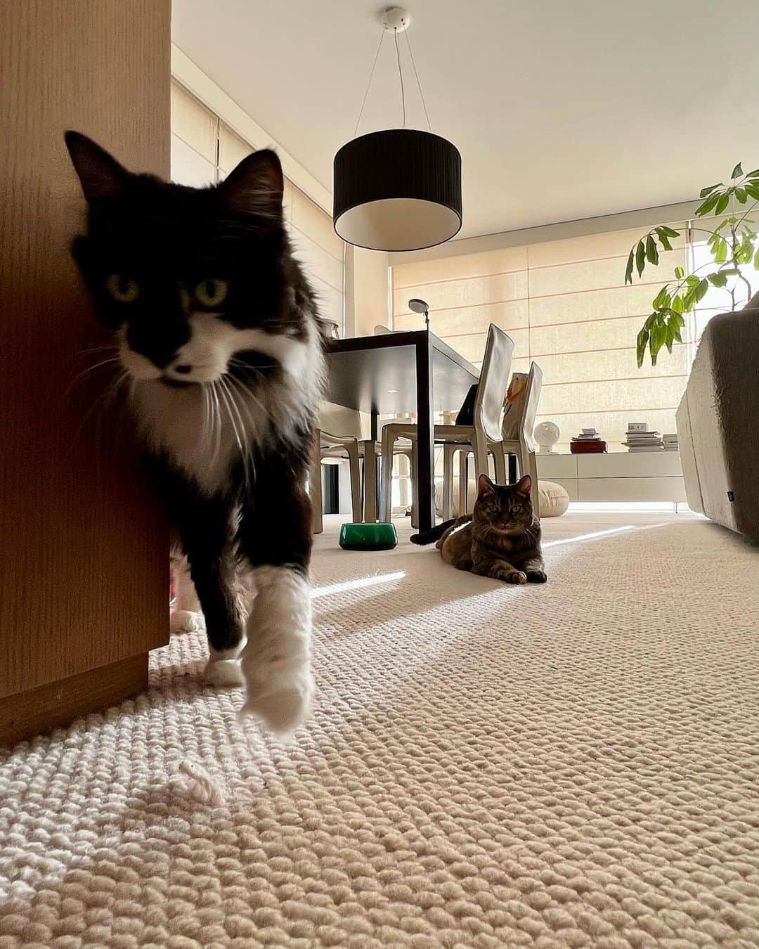 のインスタグラム：「. 起きてきた私を迎えてくれる🐈‍⬛🐈 おはよ！  #cat #猫#ねこ #ごまとろむぎ  #皆様雑種 #黒田ごま #黒田むぎ  #黒田知永子  #chiekokuroda」