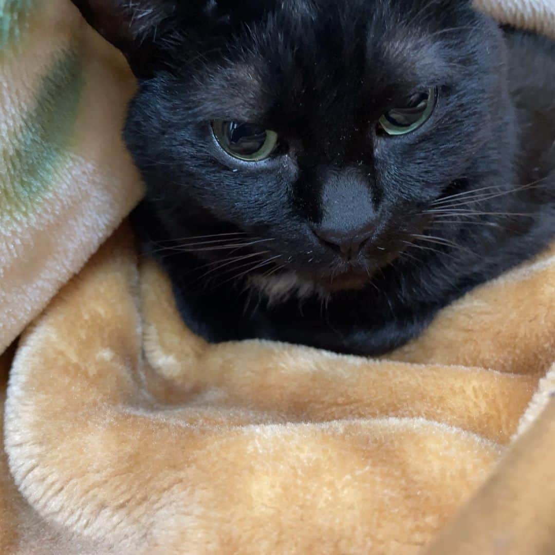 水田竜子のインスタグラム：「🐈‍⬛🐈‍⬛🐈‍⬛ 東京は寒いです💦 ・ 我が家一番の寒がり屋さん ジーナ姫は🐈‍⬛ 毛布に潜って出てきません（笑） ・ そりゃ、ポカポカの毛布からは 出たくないよね😂 ・ 体調崩さないように 皆さんもお気をつけください👍 ・ ・ ・ #水田竜子 #キングレコード #Japan #singer #演歌 #猫のいる暮らし  #黒猫 #BLACKCAT #毛布に潜る猫」