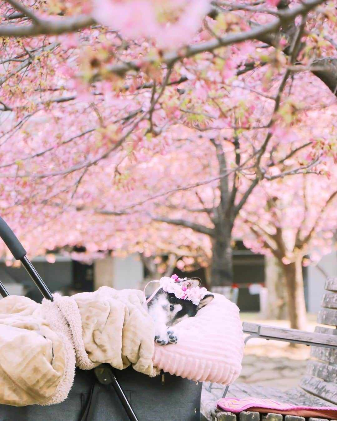 柴犬 けんしろう ゆりあさんのインスタグラム写真 - (柴犬 けんしろう ゆりあInstagram)「🐶🌸  桜の下に舞い降りた天使🥺🌸  今日の一時帰宅中、 左足くるぶしまわりの浮腫がひどいので いつもと反対の右を下にして寝かせたら 「おい！何やっとる！反対じゃぞ！」と 大きな声で文句言ってたうちの天使ちゃん😆  最近お声も小さくなっていたので 大きな声のお小言もうれしく感じる今日この頃☺️❤️  足の先から上に向けてマッサージしてみてますが なかなか効果がなくて.. 何か良い方法をご存知の方いたらぜひ教えてください🙏  #けんしろう15歳9ヶ月   Location:Chiba」3月18日 18時16分 - nerishiro