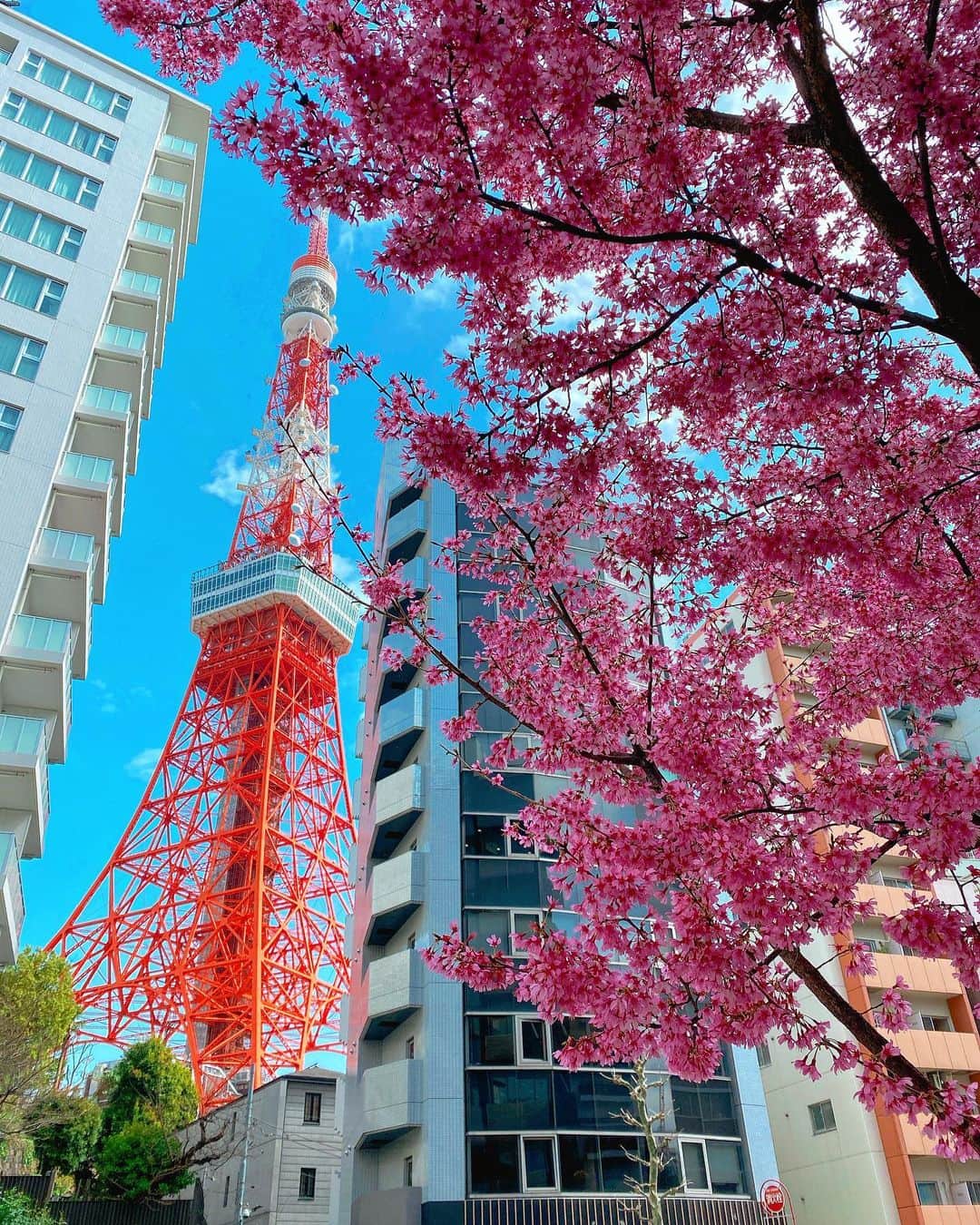 伊瀬茉莉也さんのインスタグラム写真 - (伊瀬茉莉也Instagram)「🌸🌸🌸  今日、東京は冬に戻ったような寒さでした…🥶 明日は晴れるといいな…🌈  今日も一日、お疲れさまでした✨」3月18日 20時16分 - mariya_ise