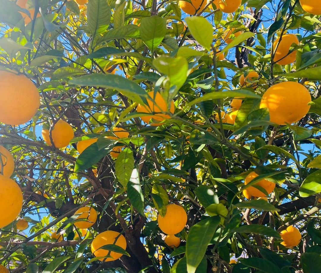 のインスタグラム：「🍊🌞✨🍀 すっごい眩しいオレンジ🍊見つけたっ よーし！このオレンジの様に〝沢山の実り〟を見つける三連休にする🍊🧡しようねっ♪ 眩しいねーーーー‼︎ #田野アサミ#asamitano#🍊#おーれんじ ３枚目オレンジの中のアサミ👓」