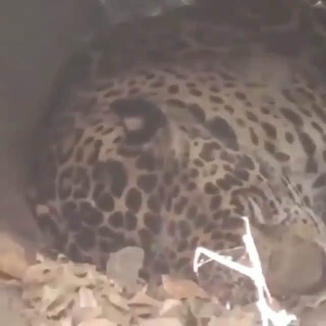 WildLifeのインスタグラム：「Very close!🐆 A jaguar sleeps in a human structure very close to drivers who pass without realizing that they are next to one of the most powerful predators in the American continent.  I find it strange that the jaguar, one of the most mysterious and elusive animals in America, is so relaxed in the presence of humans  •📷:unknown」