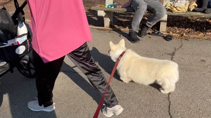 Winston the White Corgiのインスタグラム：「Herding instinct finally kicked in. Anyone else walk their humans like this?」