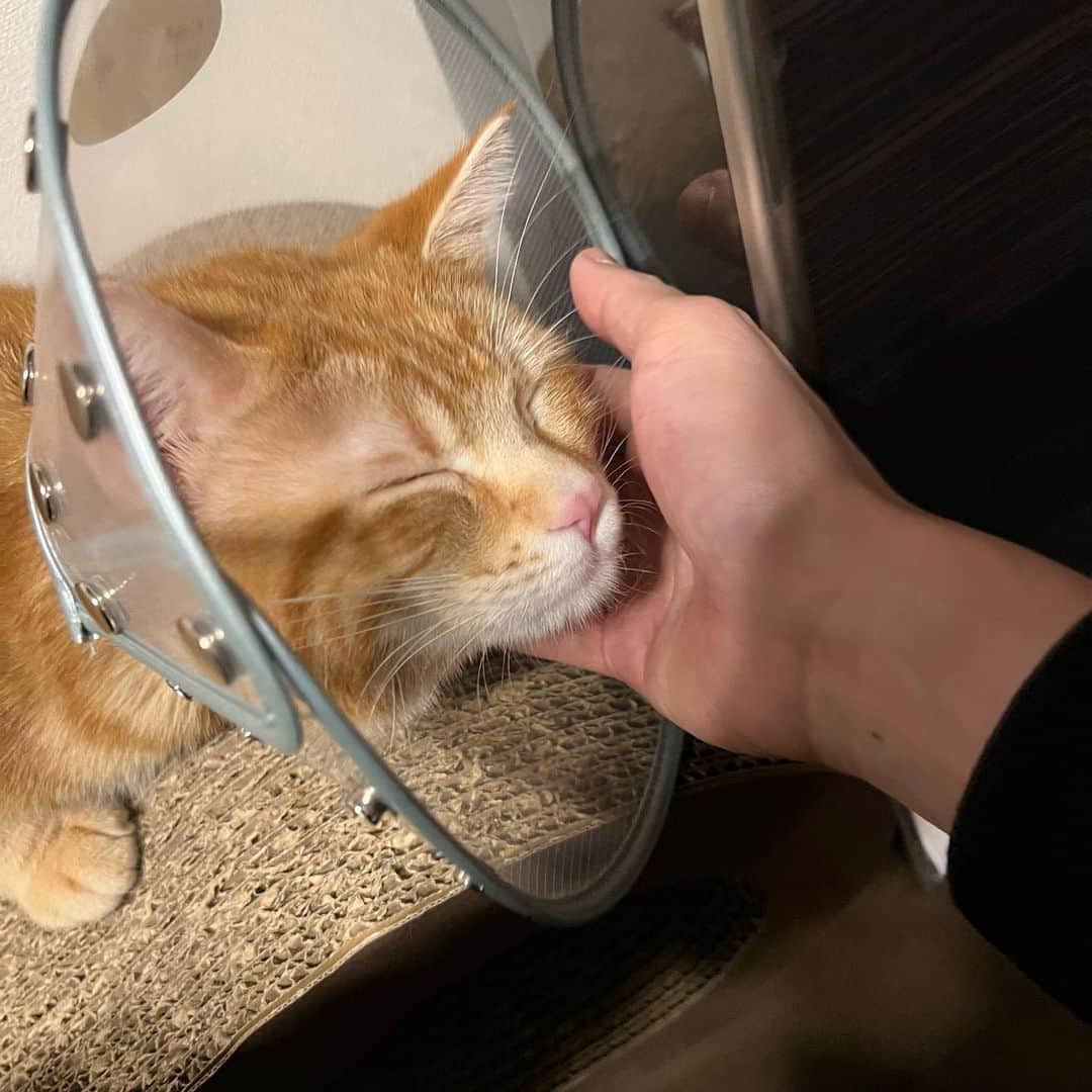 のインスタグラム：「エリザベスカラー中。  #マンチカン #去勢済猫」