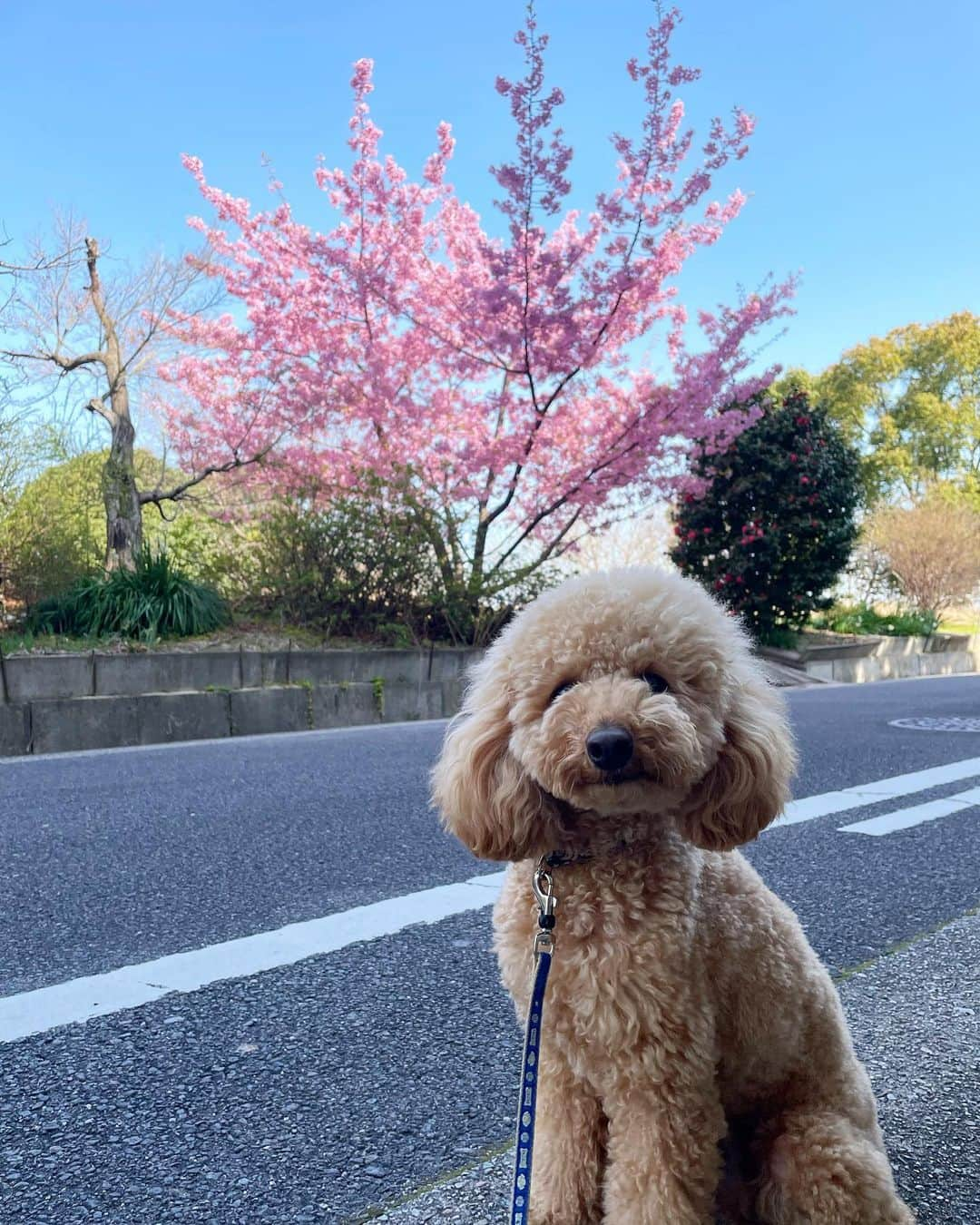 間瀬遥花のインスタグラム